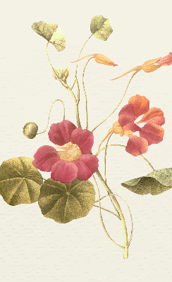 Fenster Rollo mit Blumenmuster