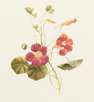 Fenster Rollo mit Blumenmuster