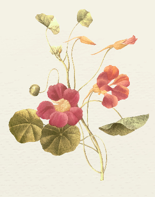 Fenster Rollo mit Blumenmuster