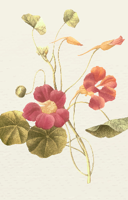 Fenster Rollo mit Blumenmuster