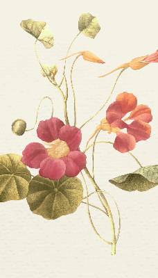 Fenster Rollo mit Blumenmuster