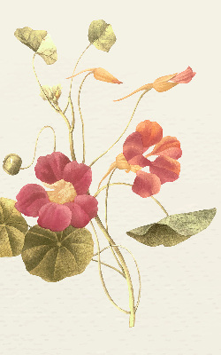 Fenster Rollo mit Blumenmuster