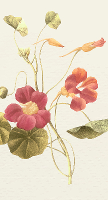 Fenster Rollo mit Blumenmuster