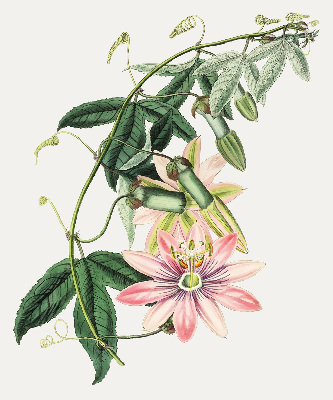 Verdunkelungsrollo in Rosa mit Blumenmuster