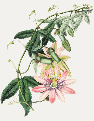 Verdunkelungsrollo in Rosa mit Blumenmuster