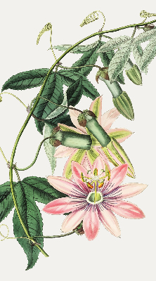 Verdunkelungsrollo in Rosa mit Blumenmuster