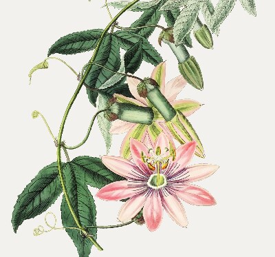Verdunkelungsrollo in Rosa mit Blumenmuster