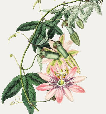Verdunkelungsrollo in Rosa mit Blumenmuster