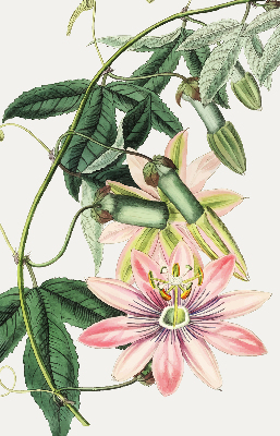 Verdunkelungsrollo in Rosa mit Blumenmuster