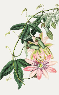 Verdunkelungsrollo in Rosa mit Blumenmuster