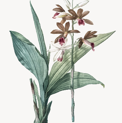 Rollo lichtundurchlässig mit Blumenmuster