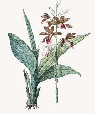 Rollo lichtundurchlässig mit Blumenmuster