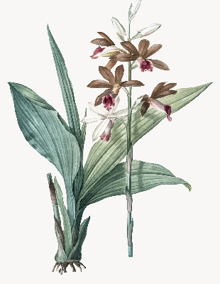 Rollo lichtundurchlässig mit Blumenmuster
