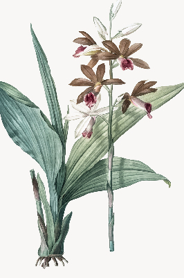 Rollo lichtundurchlässig mit Blumenmuster