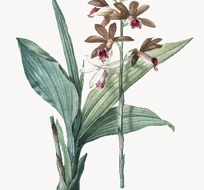 Rollo lichtundurchlässig mit Blumenmuster