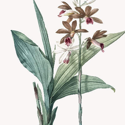 Rollo lichtundurchlässig mit Blumenmuster