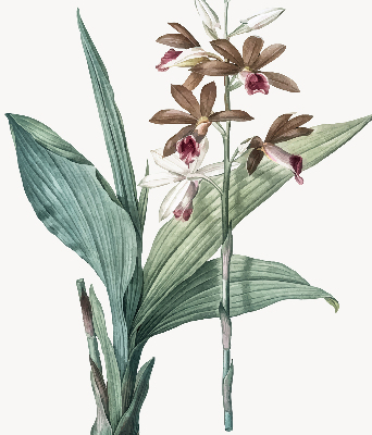 Rollo lichtundurchlässig mit Blumenmuster
