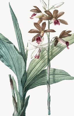 Rollo lichtundurchlässig mit Blumenmuster