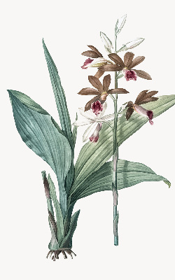 Rollo lichtundurchlässig mit Blumenmuster