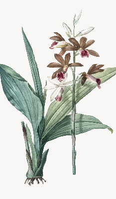 Rollo lichtundurchlässig mit Blumenmuster