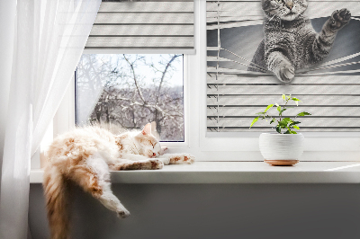 Fenster Rollo mit Katzenmotiv