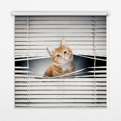 Rollo lichtundurchlässig mit Motiv einer Ingwerkatze