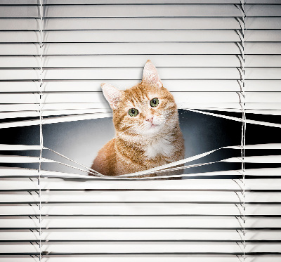 Rollo lichtundurchlässig mit Motiv einer Ingwerkatze