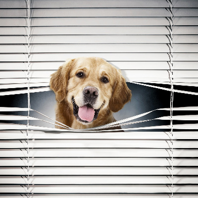 Fenster Rollo mit goldenem Hundemotiv