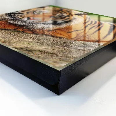 Schlüsselschrank Tiger ruht
