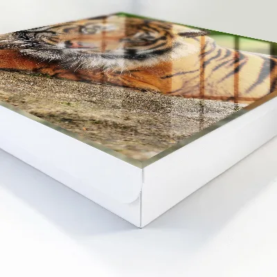 Schlüsselschrank Tiger ruht
