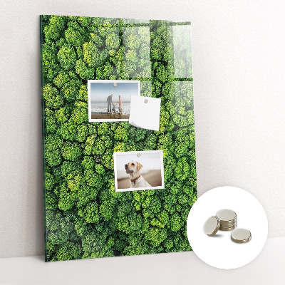Magnettafel Waldbäume Natur