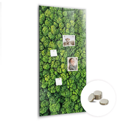 Magnettafel Waldbäume Natur