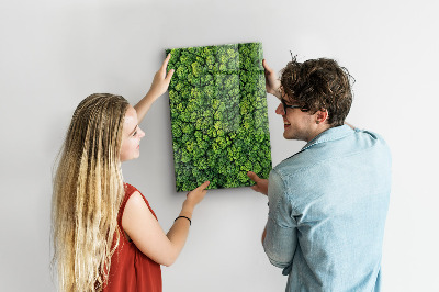 Magnettafel Waldbäume Natur