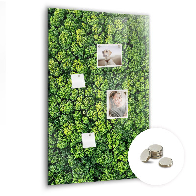 Magnettafel Waldbäume Natur