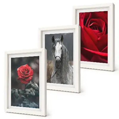 Fotowand mit roten Rosen und einem Pferd in grauer Umgebung
