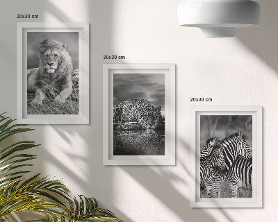 Fotowand Wildtiere der Savanne: Löwe, Jaguar und Zebra