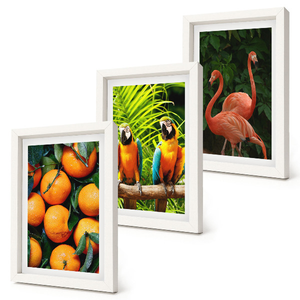 Bilderwand Fruchtige Akzente mit Papageien und Flamingos in den Tropen