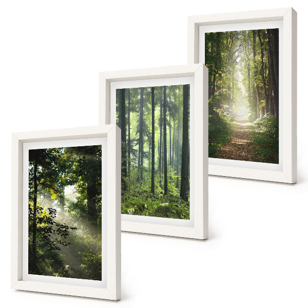 Bilderwand Grüne Wälder mit Lichtstrahlen und ein Waldweg