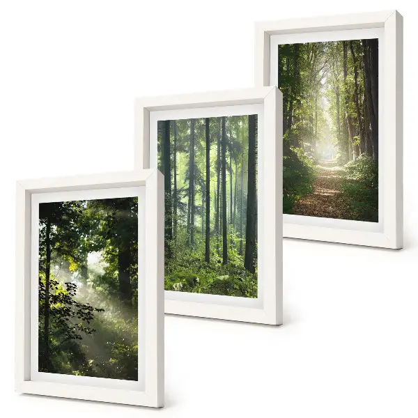 Bilderwand mit grünen Wäldern, Lichtstrahlen und einem Waldweg