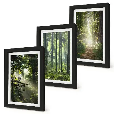 Bilderwand mit grünen Wäldern, Lichtstrahlen und einem Waldweg