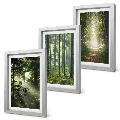 Bilderwand mit grünen Wäldern, Lichtstrahlen und einem Waldweg