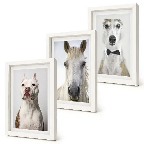 Fotowand mit interessanten Porträts von Hunden und Pferden in elegantem Stil