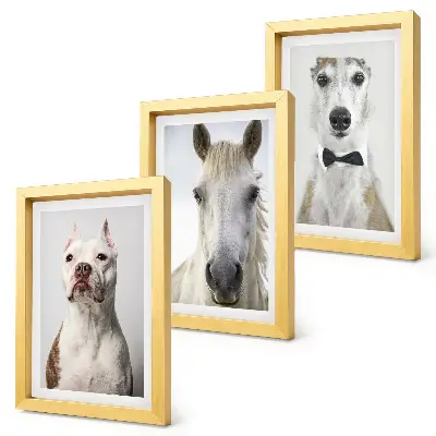 Fotowand mit interessanten Porträts von Hunden und Pferden in elegantem Stil