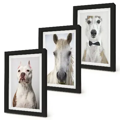 Fotowand mit interessanten Porträts von Hunden und Pferden in elegantem Stil