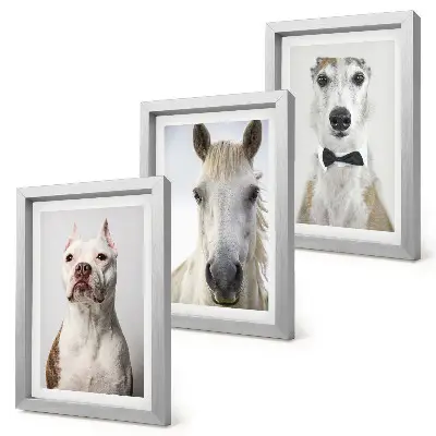 Fotowand mit interessanten Porträts von Hunden und Pferden in elegantem Stil