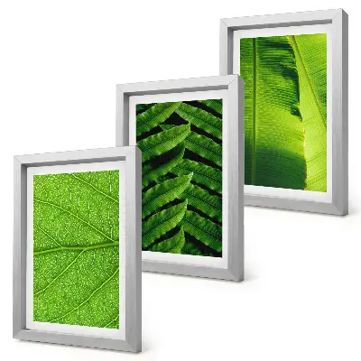 Bilderwand mit Nahaufnahmen von tropischen Blättern