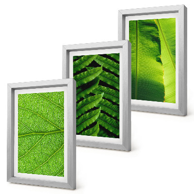 Bilderwand Nahaufnahmen von tropischen Blättern