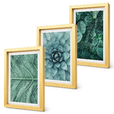 Bilderwand Nahaufnahmen von Sukkulenten und Blättern