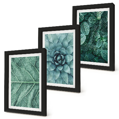 Bilderwand Nahaufnahmen von Sukkulenten und Blättern