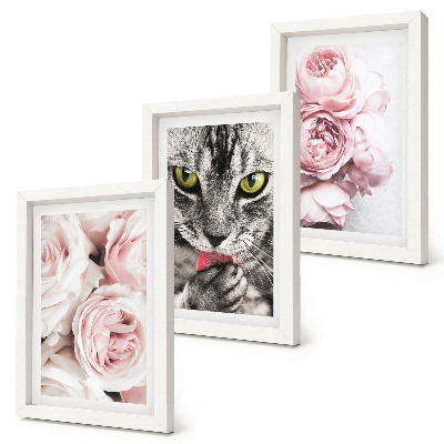 Fotowand Eine Katze inmitten rosa Rosen und Pfingstrosen